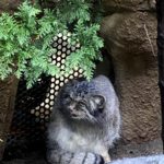 ネコ科の毛づくろいの写真が撮れた！動物園好きには癒される！