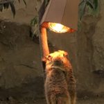 ネコ科が多い動物園はどこ？猫派の私が癒された写真とともに紹介！