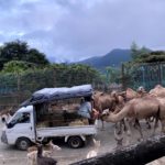 ネコ科の餌やりを目撃？猫びいきが行った夕暮れサファリの体験談