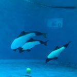 スナドリネコが水族館に！？ネコ科好きが写真と共に理由をお届け