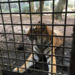 ウォーキングサファリで餌やり！ネコ科びいきが魅力を伝えます