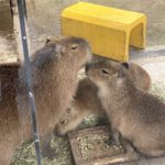 ゴールデンタビータイガーがいる動物園はどこ？間近で会える体験も