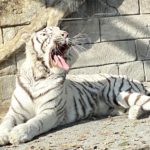 ホワイトタイガーがいる動物園はどこ？猫びいきが関東に絞って語る