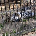 東武動物公園の見どころとは？猫びいきがネコ科寄りで解説！